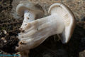 Hygrophorus agathosmus